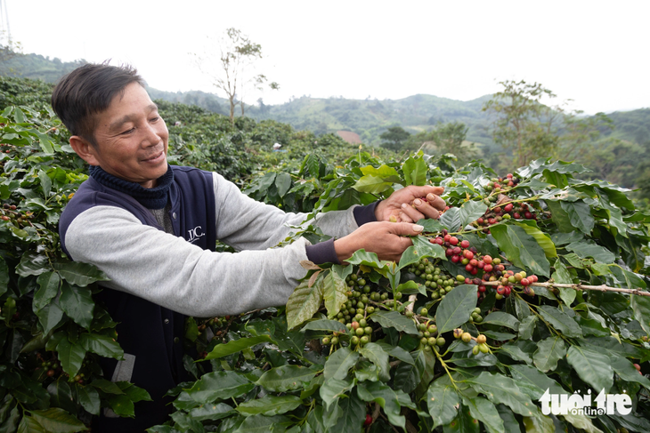 Ông Phan Hữu Phong cho biết nông dân làm ra hạt cà phê nhưng không thể quyết định được giá bán - Ảnh: HOÀNG TÁO