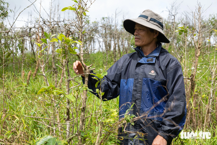 Qua nhiều năm thua lỗ do giá bán thấp, nhiều nông dân vứt bỏ vườn cà phê - Ảnh: HOÀNG TÁO