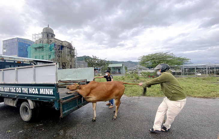 Đội quy tắc đô thị phường Hòa Minh bắt một con bò trong khu đô thị Phước Lý - Ảnh: B.D.