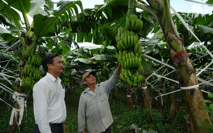Mã số vùng trồng giúp nông sản Đồng Nai chinh phục thị trường quốc tế