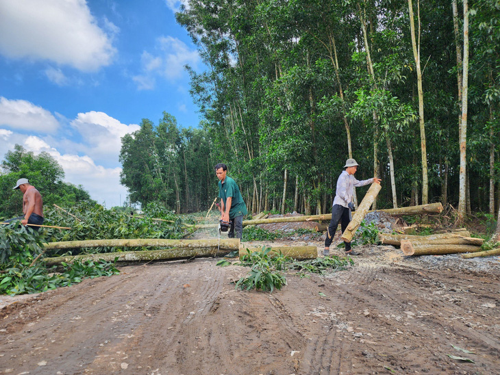 Cưa cây lấy mặt bằng làm cao tốc Biên Hòa - Vũng Tàu tại xã Long An, huyện Long Thành sáng 11-10