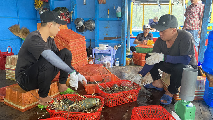 Người dân ở vịnh Vũng Rô (thị xã Đông Hòa, Phú Yên) xuất bán tôm hùm - Ảnh: NGUYỄN HOÀNG