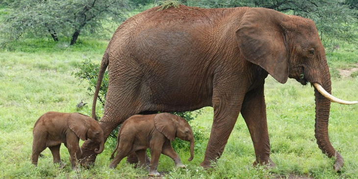 Voi mẹ Alto và cặp voi con sinh đôi trong Khu bảo tồn quốc gia Samburu - Ảnh: Save the Elephants