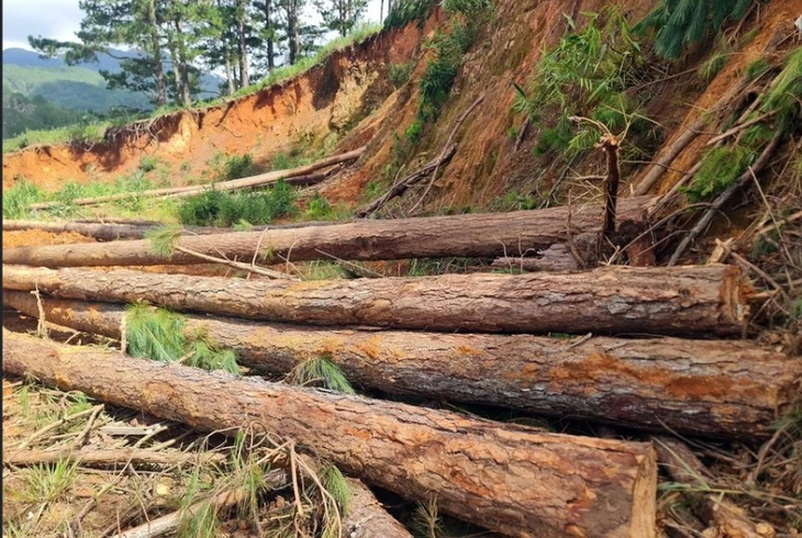 Một vụ phá rừng ở Lâm Đồng - Nguồn: TTXVN