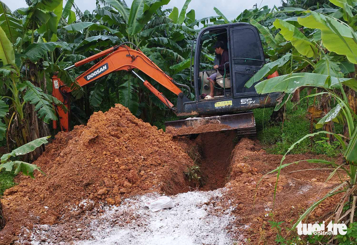 Đào hố tiêu hủy heo bị dịch tả - Ảnh: QUANG HÀ