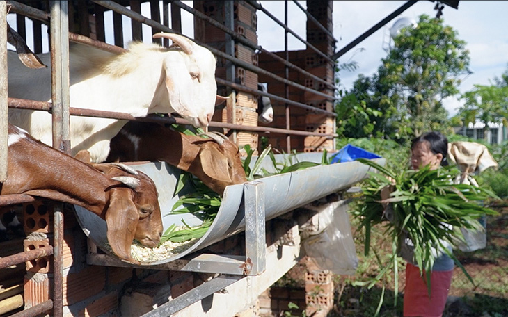 Chăn nuôi dê tại huyện Cẩm Mỹ, tỉnh Đồng Nai - Ảnh: A Lộc
