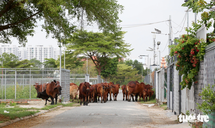  Đàn bò hơn 30 con tự do đi lại trong khu dân cư tại thị trấn Nhà Bè - Ảnh: THẢO LÊ