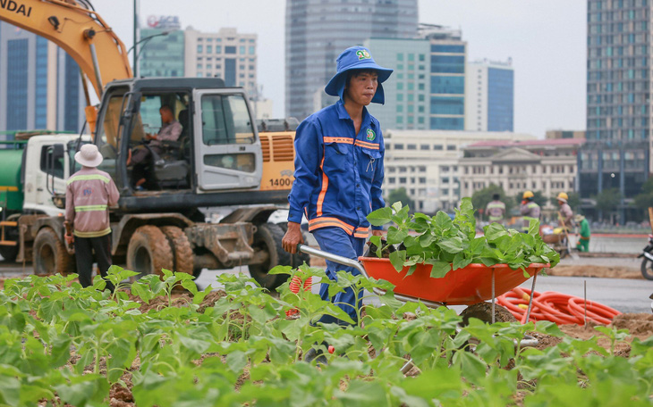 Trồng 15.000 cây hướng dương, bờ sông Sài Gòn phía Thủ Thiêm chờ ngày rực rỡ