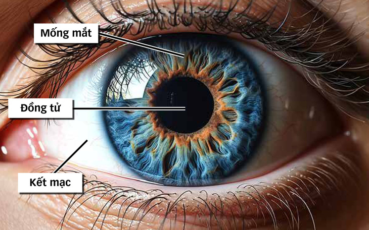 Vì sao mống mắt được thu thập làm dữ liệu căn cước?