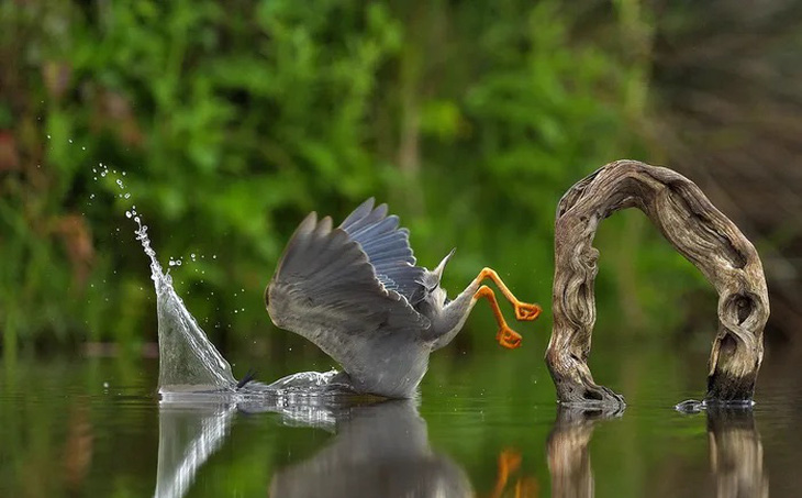 Tác phẩm &quot;Unexpected Plunge&quot; (Tạm dịch: Cú nhảy không mong đợi) của Vittorio Ricci.