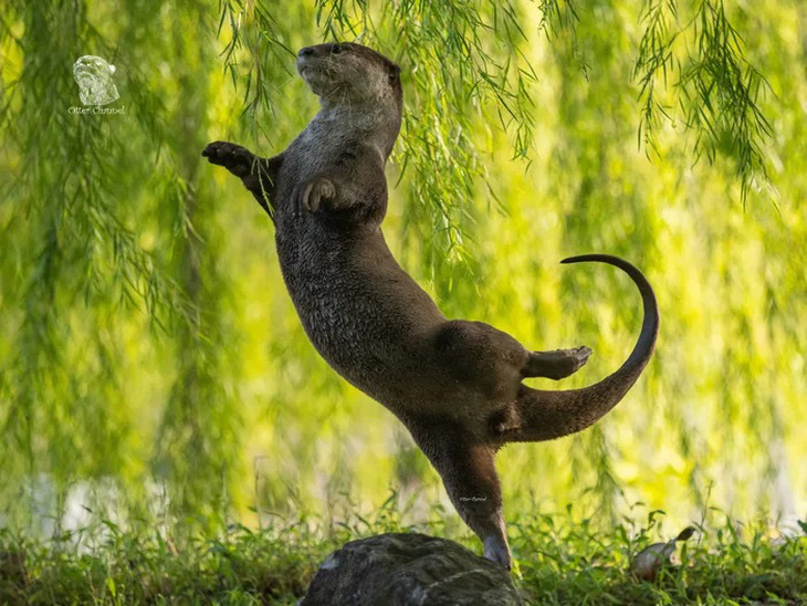 Tác phẩm &quot;Otter Ballerina&quot; (Tạm dịch: Điệu ballet của rái cá) của Otter Kwek.