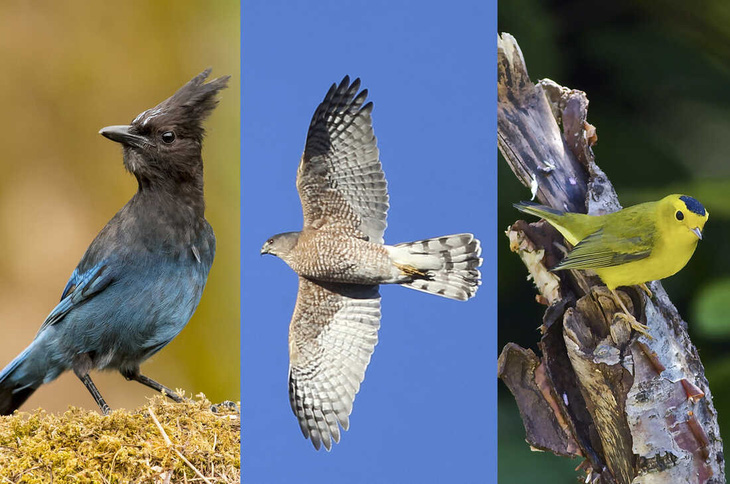 Từ trái qua: các loài chim sắp bị đổi tên Chim giẻ cùi Steller, chim ưng Cooper và chim chích Wilson. Ảnh: Thompson, Tom Murray, Jerry McFarland/Flickr Creative Commons
