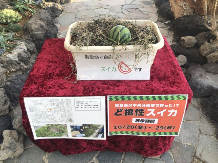 Quả dưa hấu đang &quot;yên vị&quot; tại vườn thực vật Sakuya Konohana (tỉnh Osaka)