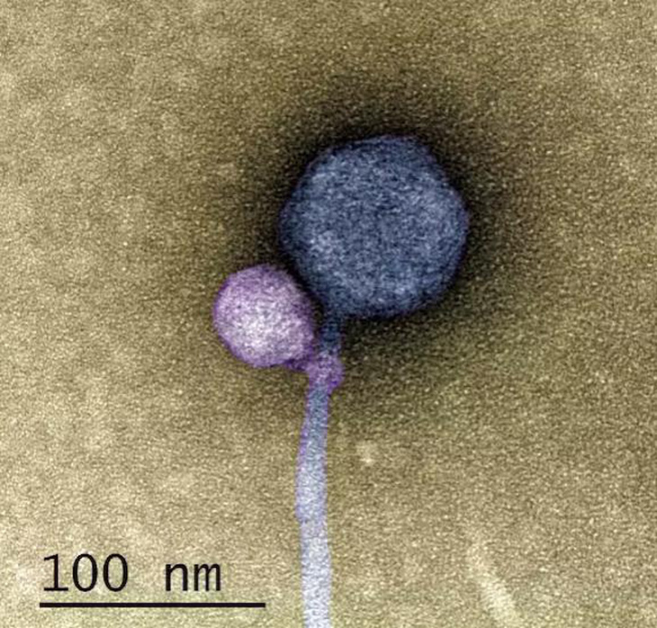 Hình ảnh thể thực khuẩn vệ tinh Streptomyces MiniFlayer (màu tím)  bám vào cổ của vi rút trợ giúp, thể thực khuẩn Streptomyces MindFlayer (màu xám) - Ảnh:  CC BY-SA