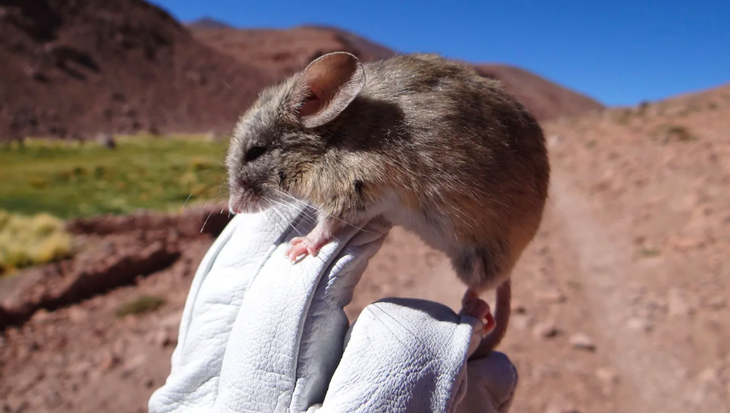 Loài chuột tai lá (Phyllotis vaccarum) đã khiến các nhà khoa học kinh ngạc khi biết chúng sống trên các đỉnh núi của dãy Andes - Ảnh chụp màn hình CNN/Marcial Quiroga-Carmona