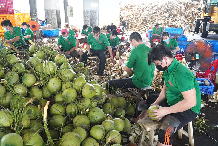 Sơ chế xuất khẩu dừa tươi sang nhiều thị trường như Mỹ, Nhật Bản, Hàn Quốc - Ảnh: MẬU TRƯỜNG