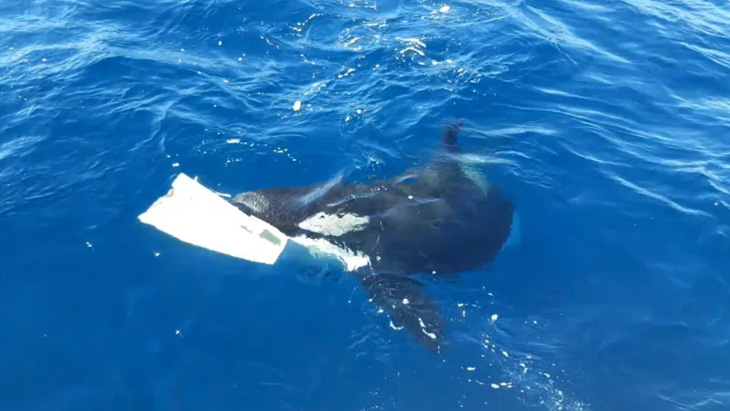 Một con cá voi sát thủ chưa trưởng thành đang ngậm phần còn lại của bánh lái du thuyền bên trong miệng - Ảnh: Live Science