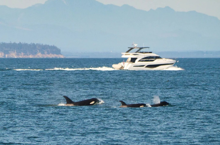Đàn cá voi sát thủ tiếp cận du thuyền - Ảnh: Live Science