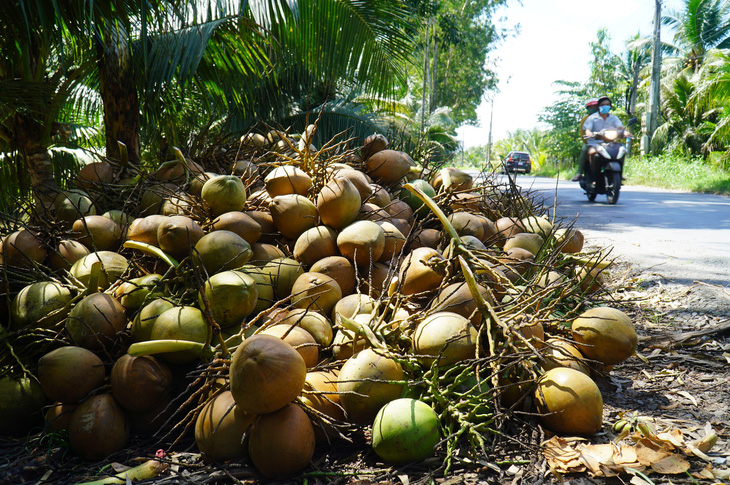 Khoảng nửa năm qua, dừa xiêm bị rớt giá vì thị trường tiêu thụ chậm, hiện mức giá được thương lái thu mua khoảng 17.000 đồng - 40.000 đồng/ chục 12 trái tùy giống dừa - Ảnh: MẬU TRƯỜNG