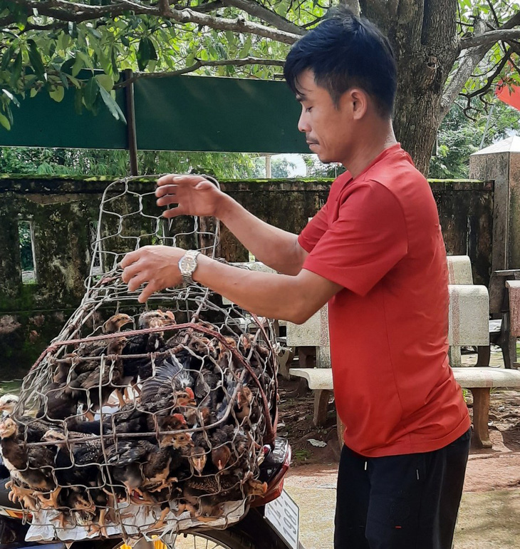 Nông dân xã Vĩnh Thái, huyện Vĩnh Linh, Quảng Trị đã được nhận lứa gà đầu tiên từ chương trình Tiếp sức nhà nông để phát triển chăn nuôi, cải thiện kinh tế - Ảnh: Q.NAM
