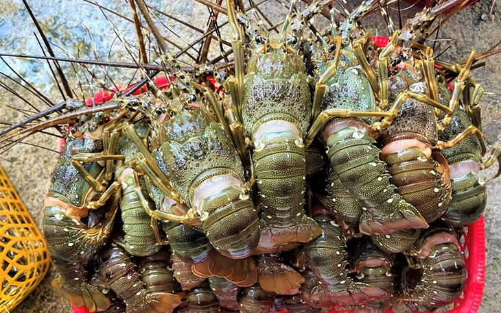 Trung Quốc chưa có thông báo tạm dừng nhập khẩu tôm hùm bông từ Việt Nam