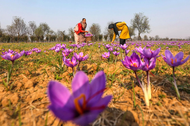 Người dân đang hái hoa nghệ tây trên cánh đồng làng tại vùng Pampore phía nam TP Srinagar, thủ phủ mùa hè của bang Kashmir, Ấn Độ. Pampore nổi tiếng với những cây nghệ tây chất lượng cao, là một trong số ít những nơi trồng được loài hoa đắt đỏ nhất thế giới này. (Farooq Khan/EPA)