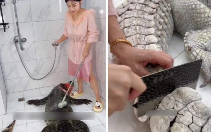 Cô gái xẻ thịt cá sấu 90kg tại nhà riêng để quay clip