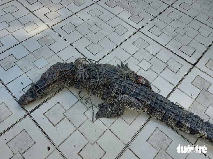 Con cá sấu sổng chuồng ra ngoài hồ nước công viên được lực lượng chức năng địa phương và người dân bắt được hôm nay - Ảnh: CHÍ CÔNG