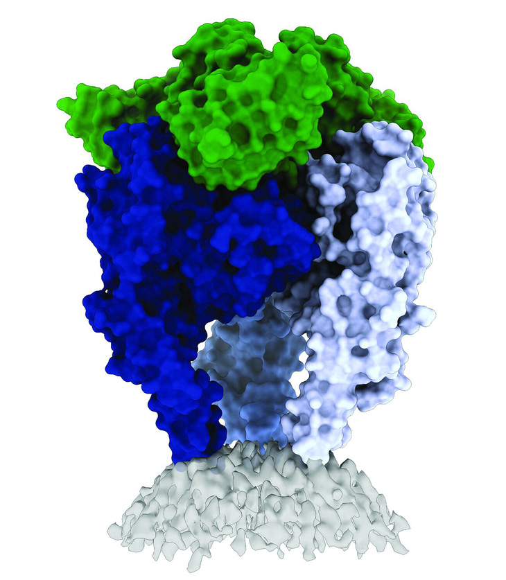 Cấu trúc glycoprotein của vi rút dại.  Nguồn: Heather Callaway/Viện Miễn dịch học La Jolla