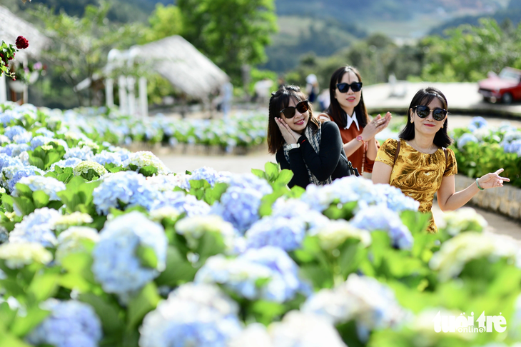 Du khách đến từ Long An chụp hình bên hàng cẩm tú cầu trong khu du lịch sinh thái Cao nguyên hoa Đà Lạt - Ảnh: QUANG ĐỊNH