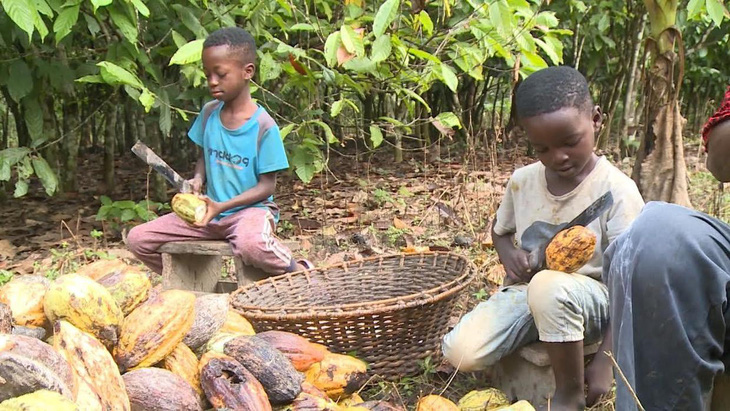 Trẻ em ở Ghana đang thu hoạch ca cao - Ảnh: CBS NEWS
