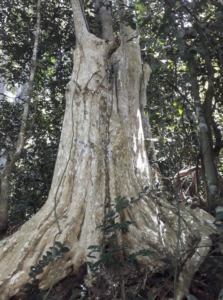 Một cây bằng lăng cổ thụ trong rừng tự nhiên ở Vĩnh Thạnh thuộc phạm vi khai thác của Công ty Vĩnh Thạnh - Ảnh: NGUYỄN ĐỨC