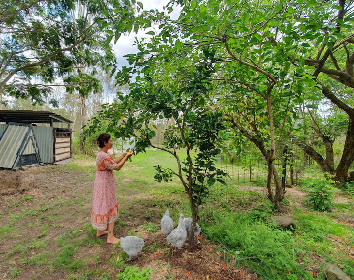 Renea chăm sóc vườn cây và đàn gà của mình - Ảnh ABC