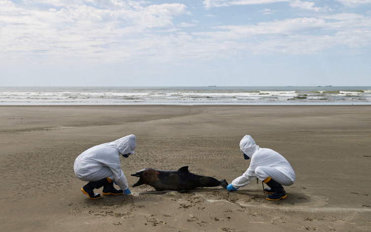 Cả ngàn hải cẩu, sư tử biển ở Brazil chết vì... cúm gia cầm