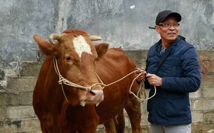 MC Lại Văn Sâm lúng túng nhận thử thách mang bò ra chợ bán