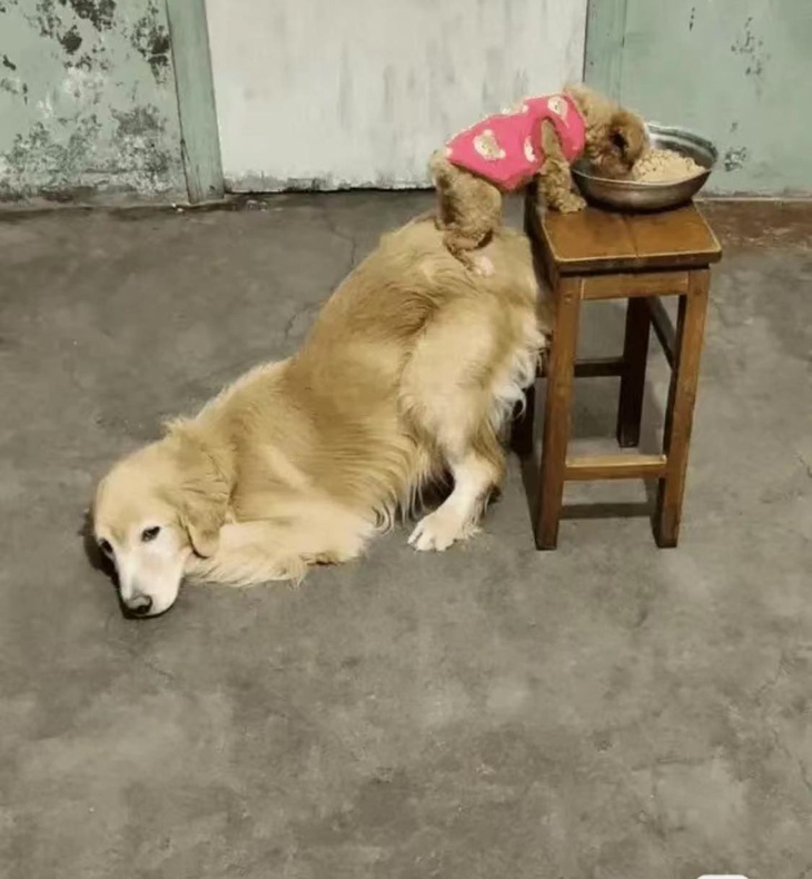 Lẹ lẹ đi em, sen về bây giờ!