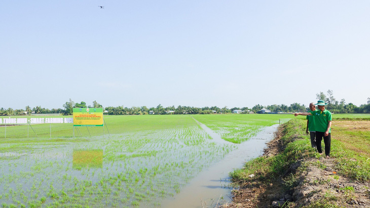 Cánh đồng tham gia đề án 1 triệu ha lúa chất lượng cao tại tỉnh Hậu Giang - Ảnh: CHÍ CÔNG