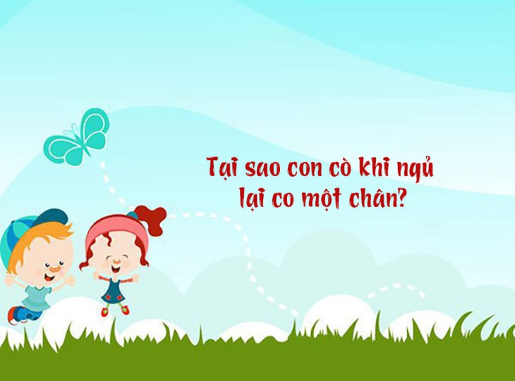 Câu đố hack não: Tại sao con cò khi ngủ lại co một chân?- Ảnh 1.
