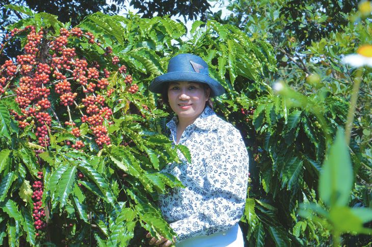 Bà Nguyễn Thị Mỵ tại vùng trồng café dưới tán cây điều - ẢNH: NVCC