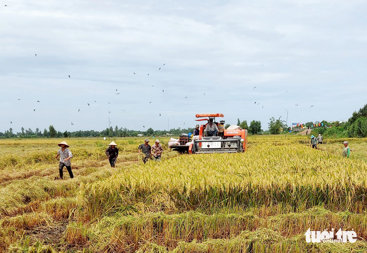 Nông dân ở khu vực Đồng bằng sông Cửu Long nhộn nhịp thu hoạch lúa - Ảnh: CHÍ CÔNG