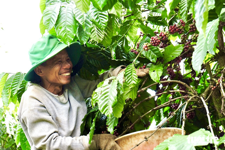 Nông dân vui mừng vì cà phê được mùa, giá đang cao, nên rất chú tâm trong việc thu hái cà phê quả chín, đảm bảo chất lượng - Ảnh: THẾ THẾ