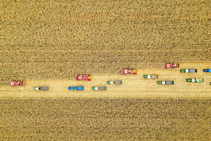 Bức hình ghi lại cảnh nông dân đang thu hoạch ngô trên cánh đồng lớn ở TP. Tuy Hóa, tỉnh Hắc Long Giang, nơi được coi là vựa ngũ cốc của Trung Quốc với sản lượng hàng năm liên tiếp đứng đầu toàn quốc trong 14 năm qua. (Xinhua/Zhang Tao)