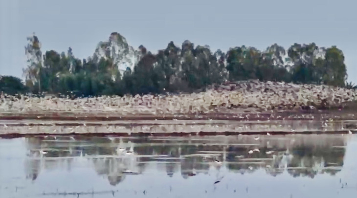 Đàn cò hàng ngàn con bay về cánh đồng gần vùng đệm Vườn quốc gia Tràm Chim - Ảnh cắt từ clip