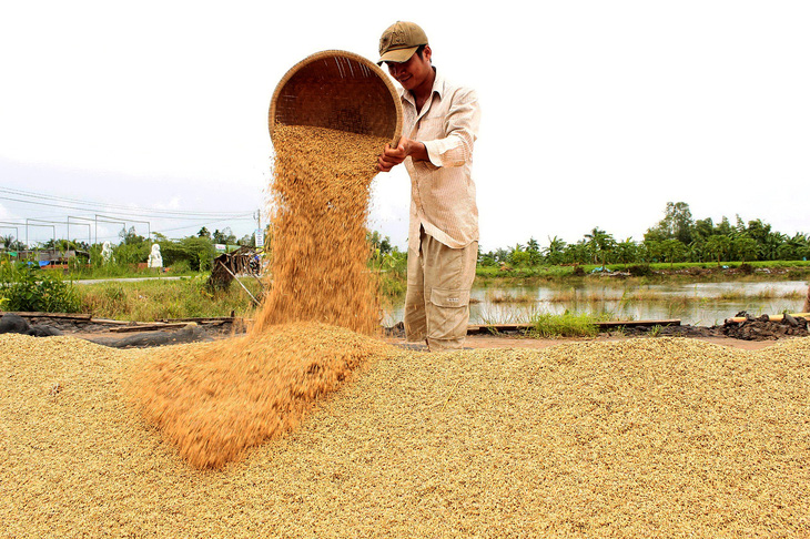 Gạo Việt đang ngày càng nâng tầm và tạo nên thương hiệu uy tín trên thế giới. Trong ảnh: mùa thu hoạch lúa tại tỉnh Bạc Liêu - Ảnh: CHÍ QUỐC