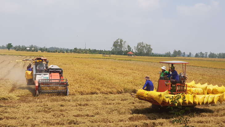 Từ đầu năm đến nay, giá lúa gạo liên tục dao động nên xuất khẩu gạo gặp nhiều thuận lợi - Ảnh: BỬU ĐẤU