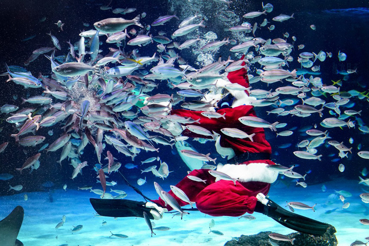 Thợ lặn trong trang phục ông già Noel Santa Claus đang cho cá ăn ở thủy cung Sunshine ở Tokyo, Nhật Bản - Ảnh: AFP