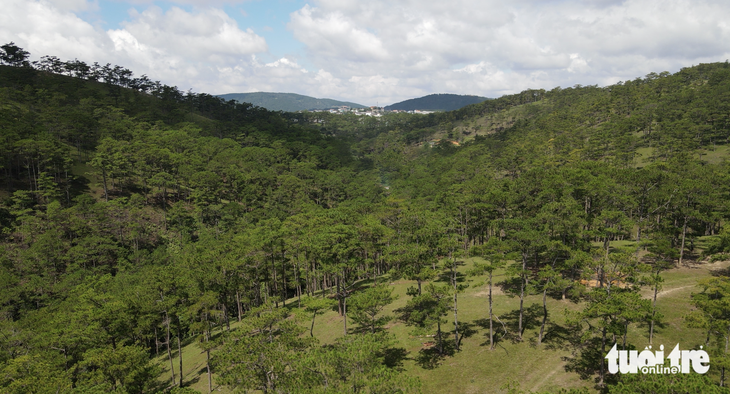 Vùng rừng thuộc dự án Suối Hoa - Ảnh: M.V.