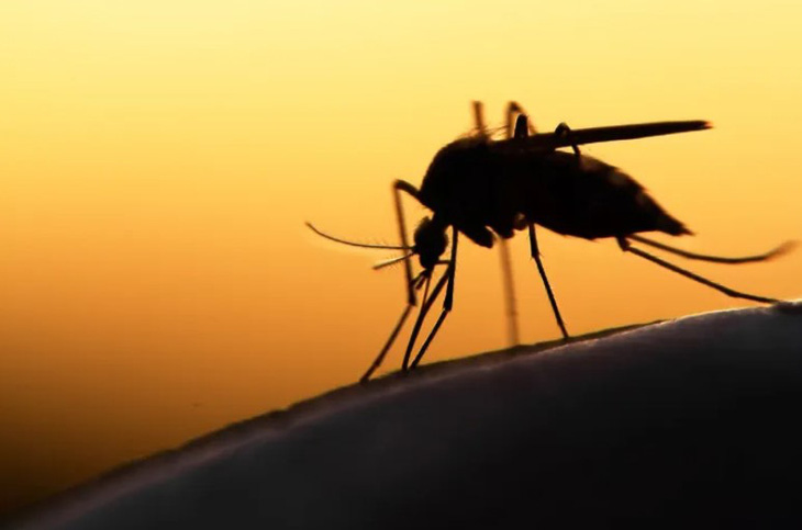 5 tỉ con muỗi nhiễm vi khuẩn sẽ được sản xuất trong thập kỷ tới - Ảnh: DIGITALTRENDS