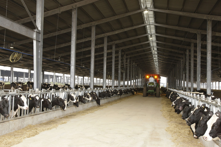 Trang trại bò sữa công nghệ cao