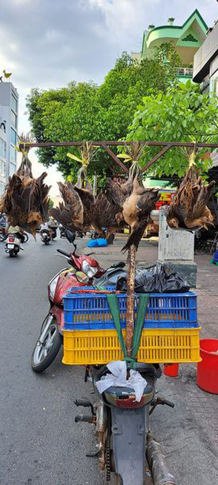 Bán chim trời - Ảnh: TRẦN KIÊN HẠ